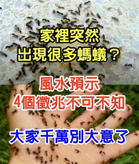 螞蟻 大量 出現 徵兆|家裡突然冒出很多小螞蟻怎麼辦？滅蟲專家教3招徹底消滅，1個便。